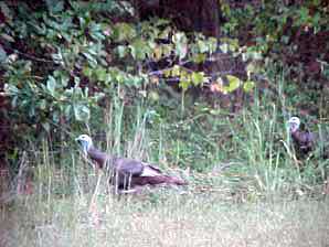 Stockton Lake Area Hunting