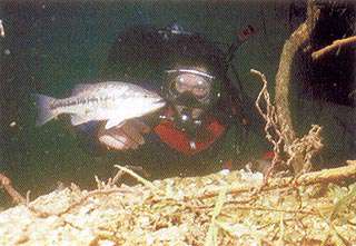 Stockton Lake Scuba Diving