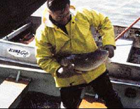 Lake Ashtabula Fishing