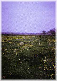 Mormon Trail Ruts