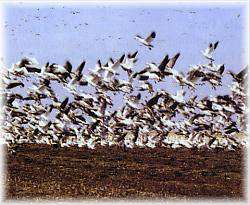 Clay County Wetland Tour - Spring Wing Ding