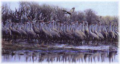 Sandhill Crane Migration