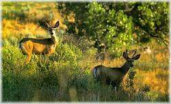 Chase County Hunting