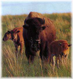 Niobrara Valley Preserve