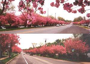 Cherry Blossoms in Cherry Hill, New Jersey