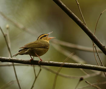 Wahkeena Nature Preserve