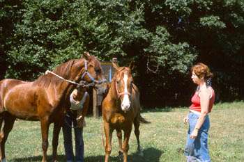 Alum Creek Lake Riding Trails