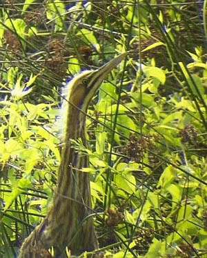 Red Slough Wetland Reserve Project