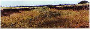 Trail Ruts at Monument Hill