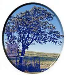 Paradise Tree