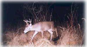 Lake Eufaula Hunting