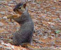 Arcadia Lake Wildlife Viewing