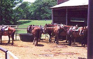 Lake Murray Riding Stables