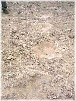 Dinosaur Tracks