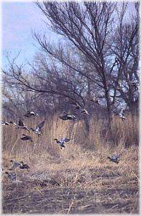 Canton Lake Public Hunting Area