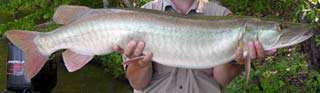 Melton Hill Lake Fishing