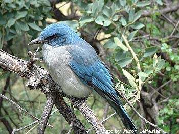 Big Bend National Park Birdwatching