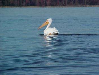 Sam Rayburn Lake Birdwatching