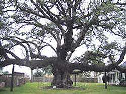 2nd Largest Live Oak in Texas