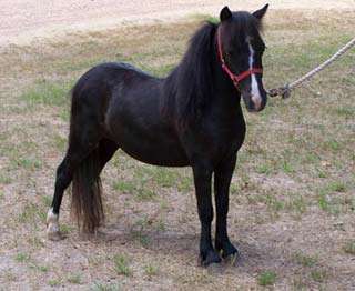 Monastery of St. Clare Miniature Horse Farm