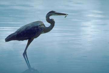 Benbrook Lake Birdwatching