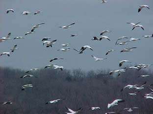 Lake Texoma WMA Hunting