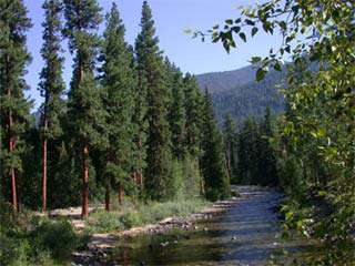 Wenatchee National Forest Fishing