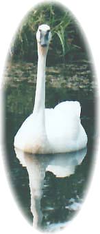 La Cygne