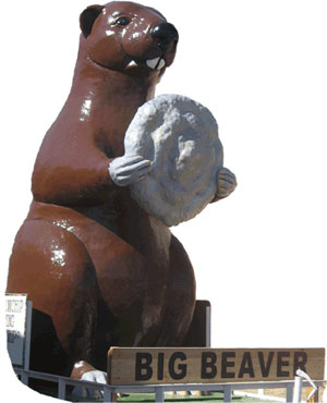 Beaver