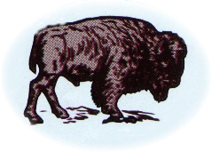 Buffalo