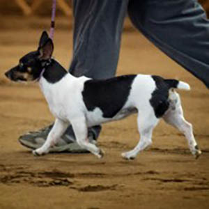 Jubilee Cluster Dog Show