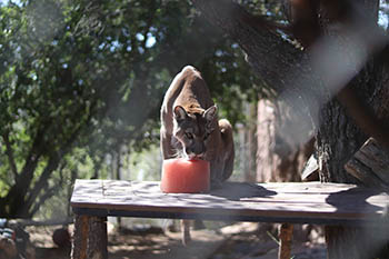 Breakfast with the Mountain Lion - Heritage Park Zoological Sanctuary
