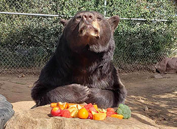 Breakfast with the Bear - Heritage Park Zoological Sanctuary