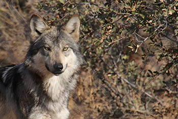 Breakfast with the Wolves - Heritage Park Zoological Sanctuary