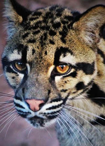 Evening with the Clouded Leopards - Heritage Park Zoological Sanctuary