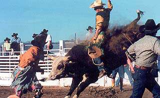 Senior Pro Rodeo