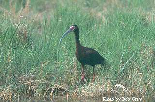 Kansas Birding Festival