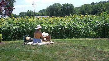 Sunflower Festival