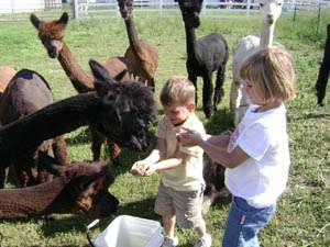 National Alpaca Farm Day at Woodsview