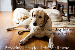 Brookline Lab Rescue Basket Bingo