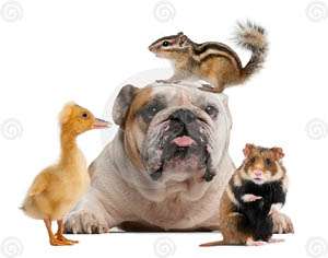 Pet Lover's Expo