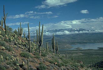 Roosevelt Lake, Arizona