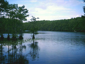 Caddo Lake