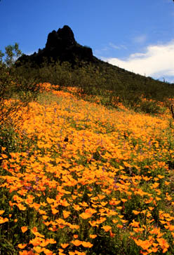 Picacho Peak State Park