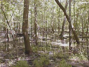 Marais des Cygnes  National Wildlife Refuge