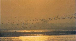 Neosho Wildlife Area, Kansas