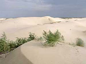 Monahans Sandhills State Park