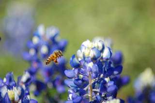 Ennis Bluebonnet Trails Festival