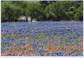 Annual Ennis Bluebonnet Trails