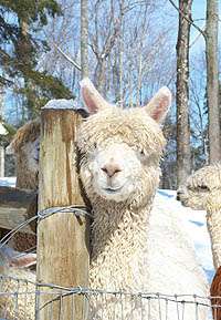 Sunshine Alpacas of Maine